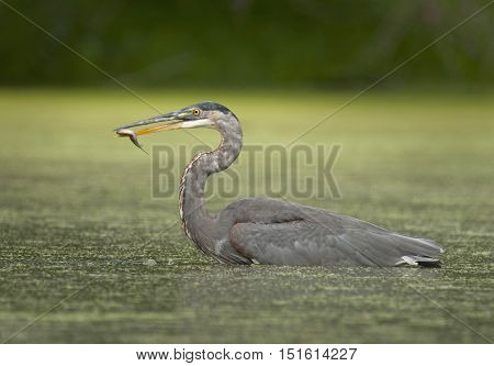 A Great Blue Heron caught wading through the backwaters of a midwest river as it hunts for panfish and other prey.