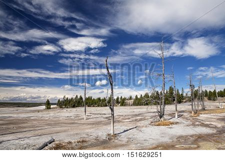 Lodgepole Pines