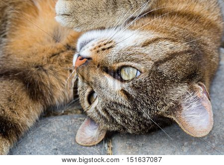 cat lying on the ground and looks lazy