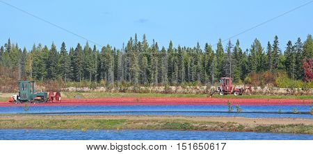 Saint-Louis-de-Blandford Quebec Canada 10 06 16: Cranberry farm water management harvesting in Saint-Louis-de-Blandford located on the Becancour River in Arthabaska county Centre-du-Quebec region.