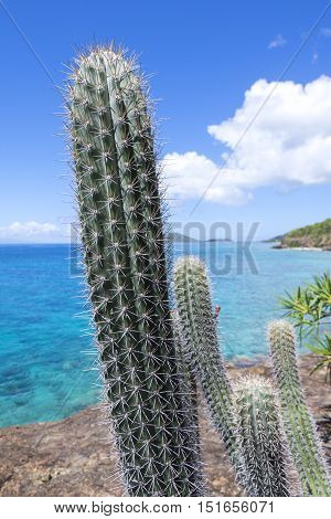 Beautiful thorny green branch of tall erect cactus on rocky shore of Caribbean Sea on Isla Culebra in Puerto Rico