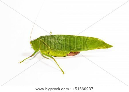 close up green grasshopper on white background