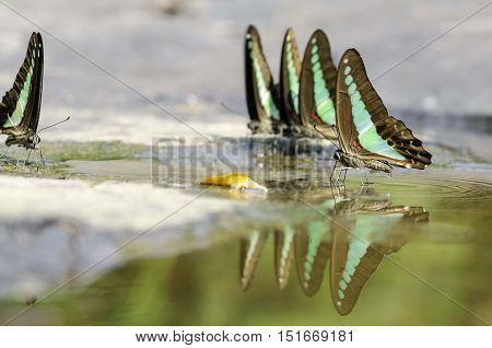 Butterfly name 