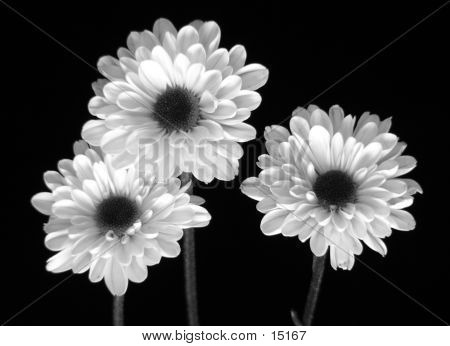 Czarno-białe kwiaty