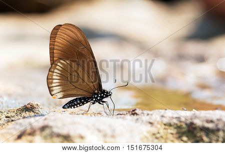 The Blue-striped Mime Butterfly.