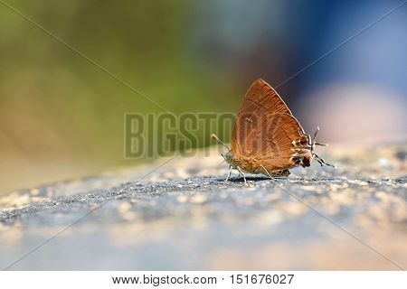 The Chocolate Royal Butterfly.