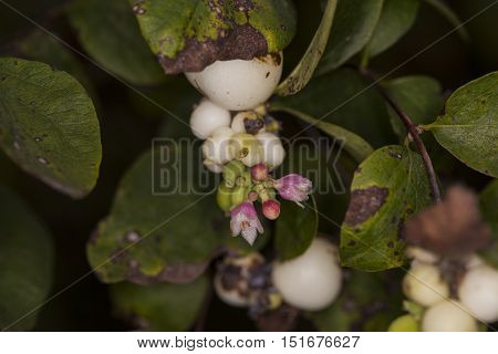 Snowberry White