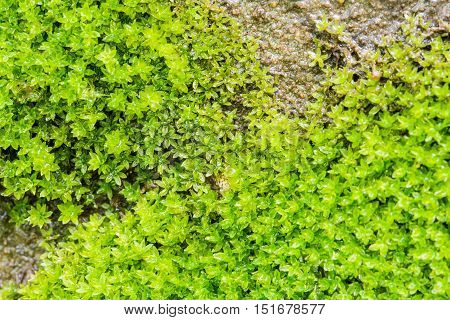The Moss On The Walls Drip With Moisture For Background, Texture And Wall Paper.