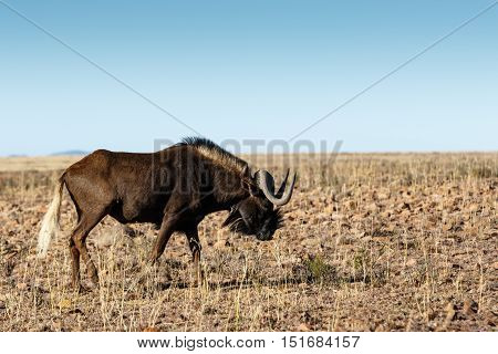 Single Black Wildebeest In The Field
