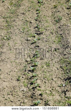 The Young Shoots Of Beans. Growing Beans In The Garden