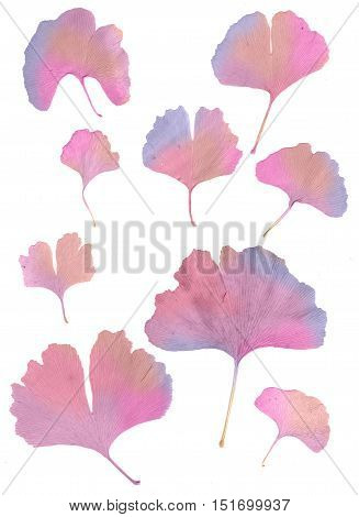 Isolated Ginkgo Biloba Leaf Design