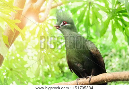 Closeup bird photo of a green Tauraco persa. Guinea Turaco sitting on a branch in a sunny and bright day.