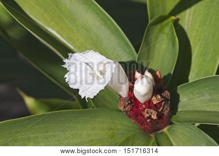 Crepe ginger (Cheilocostus speciosus). Close up image of flower and bud