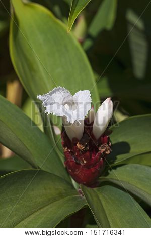 Crepe ginger (Cheilocostus speciosus). Close up image of flower and bud