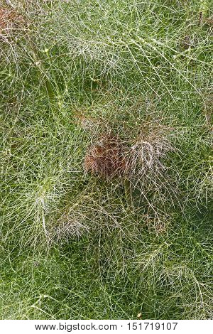 Smokey fennel (Foeniculum vulgare var. Dulce Rubrum). Called Bronze fennel also