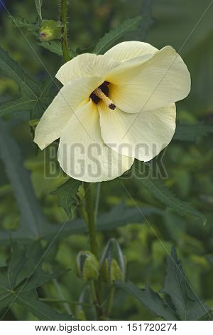 Aibika (Abelmoschus manihot). Called Sunset Muskmallow and Sunset Hibiscus also