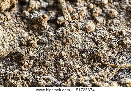 Natural organic soil texture. Soil organic matter background.