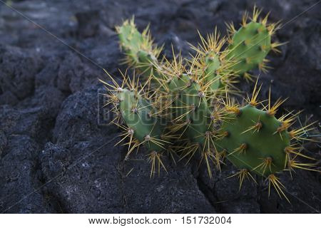 Green cactus successfully groeing on black stone