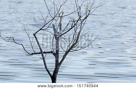 a dead tree branch over the lake surface