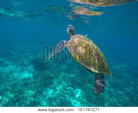 Sea turtle in seawater. Green sea turtle taking a breath. Sea turtle closeup. Green tortoise swims in sea. Snorkeling with turtle in lagoon. Nature image for banner template or poster with text place