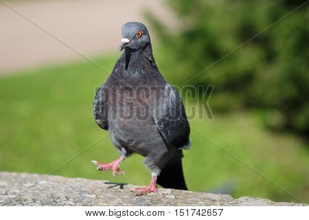 Pigeon grey with a funny disposition. Urban bird dove close. World of wild animals. Bird view on you.