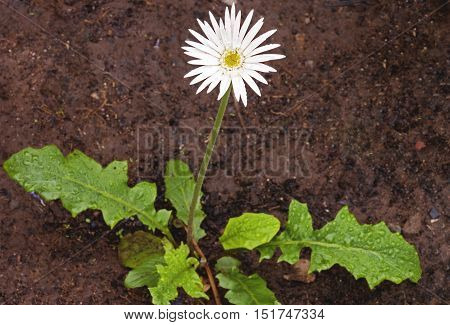 Young Barberton Daisy With White Flower On Long Stem