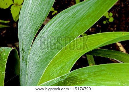 Close Up Of Rain Covered Bearded Iris Leaves