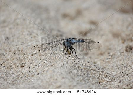 nature, animals, fauna, insect, dragonfly, Odonata, predatory insects, predator