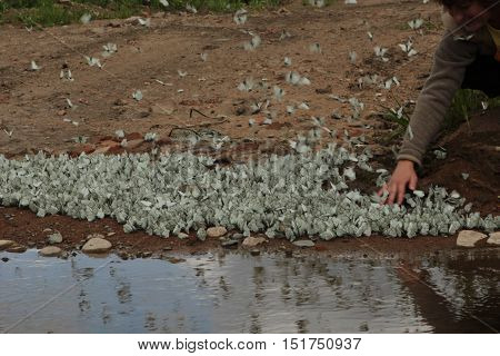 nature, animals, fauna, insects, butterflies, cabbage butterfly, cabbage white, Pieris brassicae, butterflies, Pieridae