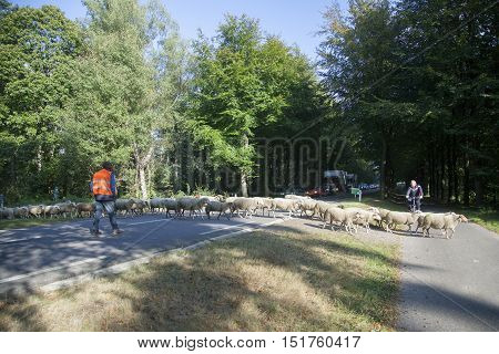 austerlitz, netherlands, 5 october 2016: flock of sheep cross road in the netherlands between Austerlitz and Maarn while cars have to wait