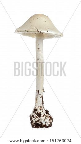 Amanita virosa commonly known as the European destroying angel is a deadly poisonous mushroom isolated on white background.