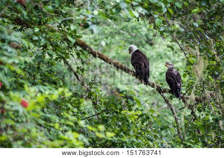 Golden Eagle (Aquila chrysaetos) male and female sit on a branch in Mora Beach Washington state USA -serial picture 2 of 4