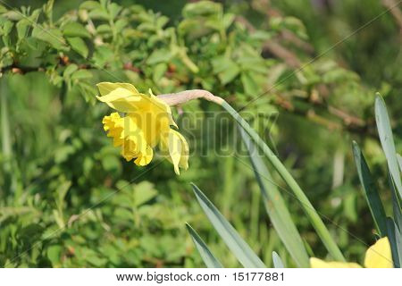 Daffodill