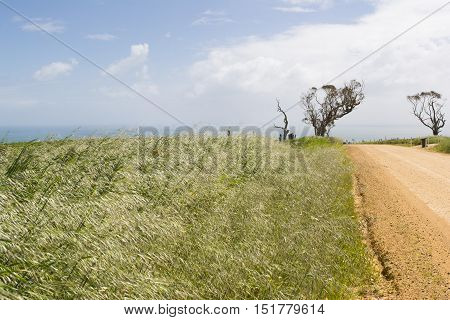Coastal View,unsealed Dirt Road, Dead Tree, Fleurieu Peninsula, Sa