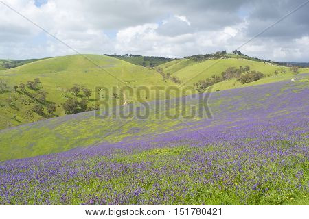 Rolling Hills, Fields Of Salvation Jane, Fleurieu Peninsula, South Australia