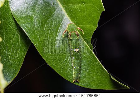 Close up of Tawny Rajah (Charaxes bernardus) caterpillar on its host plant leaf