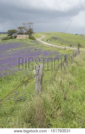 Homestead Ruins, Rolling Hills, Fields Of Salvation Jane, Fleurieu Peninsula, Sa