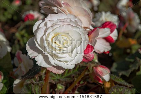 Blooming whiterose and buds on a bush in the garden
