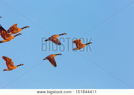 Close up of a small flock of geese in a blue, morning sky.