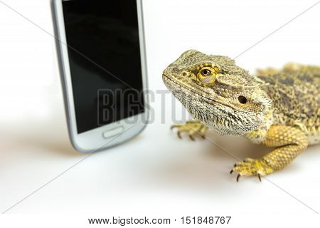 Closeup view of the agama lizard lying on the white background and looking on the black display of the standing smart phone. All potential trademarks are removed.