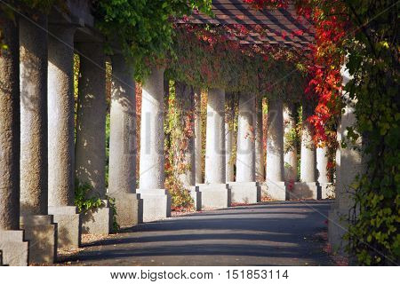 Green archway in the park in autumn