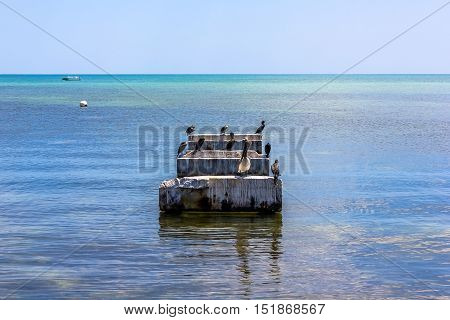 Brown pelicans and birds of other species, standing on a pier post in the sea in Key West. The brown pelicans are common in the Florida territory.