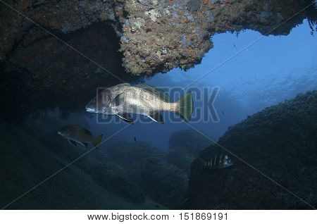 Mostella Seeking Shelter In A Cave