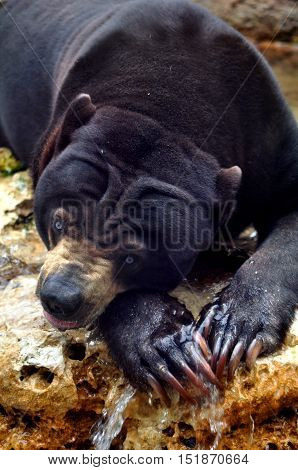 Asian sun bear takes a drink, but watches warily.  His paws have long claws.