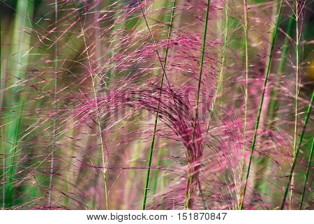 Pink soft long grass in the wind.