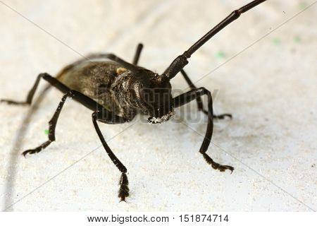 Nature, animals, fauna, insects, bugs, beetles, summer, Coleoptera, insects squad