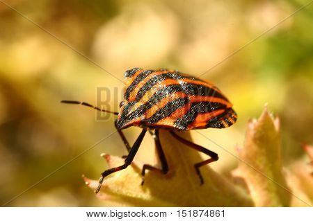 Nature, animals, fauna, insects, bugs, beetles, summer, Coleoptera, insects squad