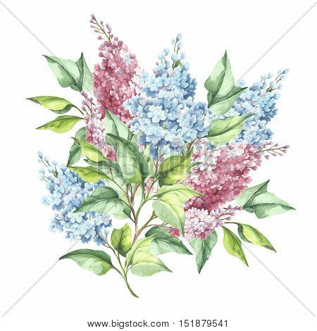 Flowering branch of lilac. Hand draw watercolor illustration.