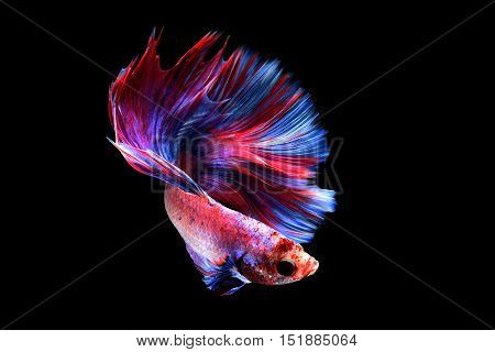 Betta fish or Siamese fighting fish on black background