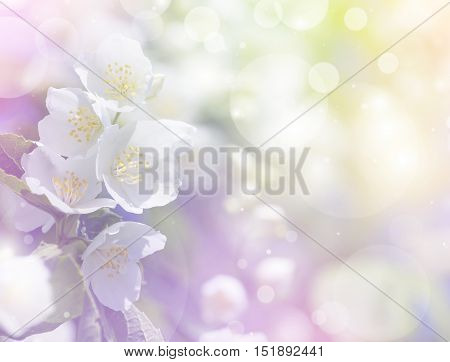 Spring gentle background with bright blooming jasmine